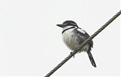 Pied Puffbird